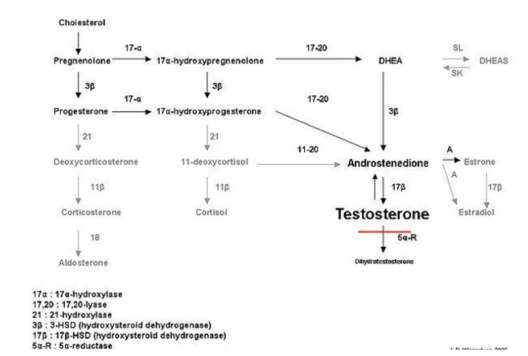 Thiếu hụt 5 – Alpha – Reductase ( 5-Alpha-Reductase Deficiency(5-ARD))