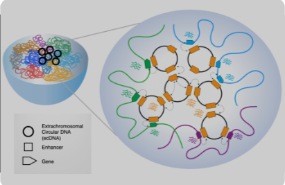 ecDNA (extrachromosomal DNA): What is it, its mode of inheritance and its impact on cancer