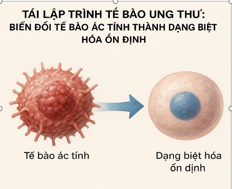 TÁI LẬP TRÌNH TẾ BÀO UNG THƯ: KHÁI NIỆM CÁCH MẠNG?